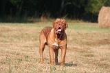 DOGUE DE BORDEAUX 405